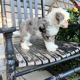 Audrey - Blue merle female Bernedoodle puppy in Holtwood, Pennsylvania from Country Ridge Puppies