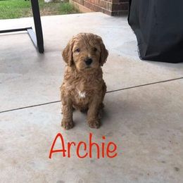 Goldendoodle Puppies from Nicole Christensen