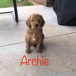 Goldendoodle Puppies from Nicole Christensen