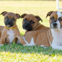 Staffordshire Bull Terrier Puppies from Vivace Staffords