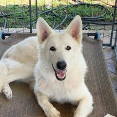 Ayre - White Shepherd