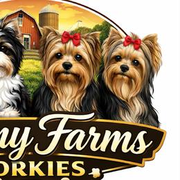 Yorkshire Terriers from Denny Farms Yorkies