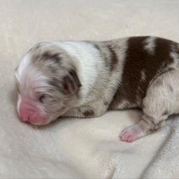 Pup 1 - Red merle female Australian Shepherd puppy in Tehachapi, California from Country Oaks Farm