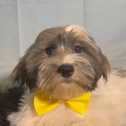 Earl - Silver sable male Havanese puppy in Clermont, Florida from Country Sweet Havanese and Creative Coaching