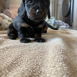 Dachshund Puppies from Lucky 11 Ranch