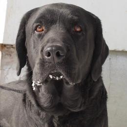 Titan - Black male Labrador Retriever puppy in Tomahawk, Wisconsin from Mahner Labs