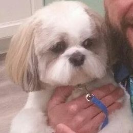 Shih Tzu Puppies from JuJenn Shih Tzus