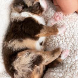 Australian Shepherd Puppies from SoCo Aussies