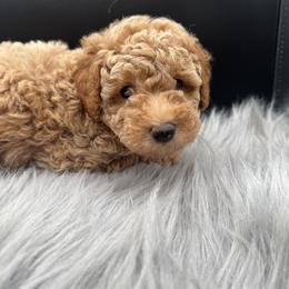 Green collar - Red  male Poodle puppy in Fredericktown, Missouri from Ellie & Co. Doodles and Poodles