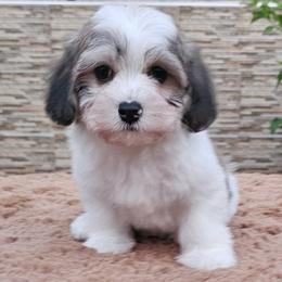 Cavachon, Cavalier King Charles Spaniel, Cavapoo, and Havanese Puppies from Peaks Pups & Cavachon Love Chocolate Cavaliers, Cavaliers, Cavachon’s, Cavapoos & Havanese