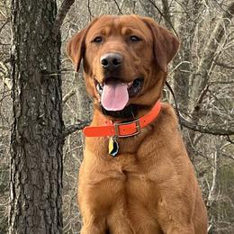 Labrador Retrievers from Daylin’s Doodles & Labradors
