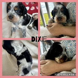Dixie - Liver white and tan female English Springer Spaniel puppy in Charleston, South Carolina from Folly Beach English Springer Spaniels