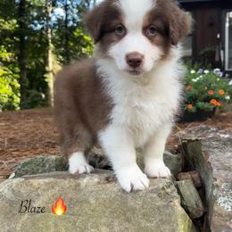 Blaze - Red tri-color male Australian Shepherd puppy in Murrayville, Georgia from Mountain Ridge Aussies
