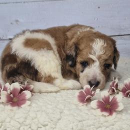 Mia - Parti female Springerdoodle puppy in Fargo, North Dakota from Dakota SpringerDoodles