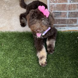 Jetty - Goldendoodle