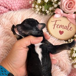 Funky - Black female Poodle puppy in Athens, Tennessee from Paws & Kisses