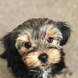 Salem - Black and tan male Yorkshire Terrier puppy in Thornville, Ohio from My precious yorkies