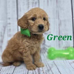 Green - Sable female Goldendoodle puppy in Taft, Tennessee from McGraw's Fetching Pups
