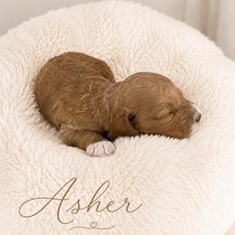 Asher - Red male Cavapoo puppy in Ephrata, Washington from Mustard Seed Cava Co.