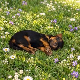 Sir Versoix - Black and tan male Yorkshire Terrier puppy in Queens, New York from The Dior Line
