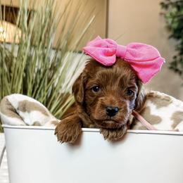 Pico (Pink Girl) - Red female Cavapoo puppy in Pleasant Grove, Utah from Destination Doodles