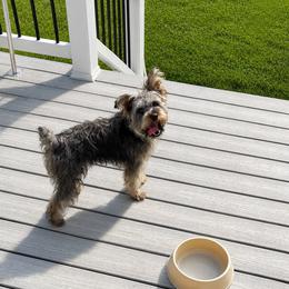 Marvin - Black and tan male Yorkshire Terrier puppy in Selden, New York from Alisha's Yorkshire Terriers
