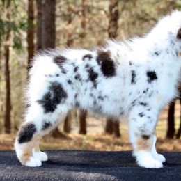 "Lucchese" Australian Shepherd Puppies from Blackwater Australian Shepherds