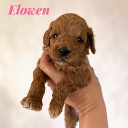 Elowen - Red  female Goldendoodle puppy in Hughesville, Maryland from Fox Run Farm