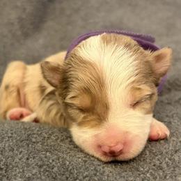 Girl 1 - Red merle female Border Collie puppy in Shawnee, Oklahoma from Cross K Working Collies - Pure Bred Border Collies