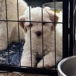 Popsicle - White male Sheepadoodle puppy in Wharton, Texas from Little Fur Friends