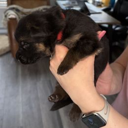 Boy 5 - Black and red German Shepherd puppy in Maple Grove, Minnesota from Von Palmore Hof