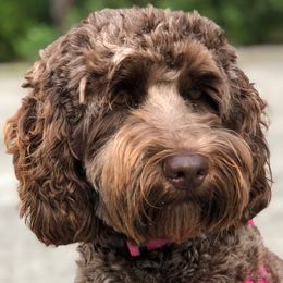 Luna - Australian Labradoodle