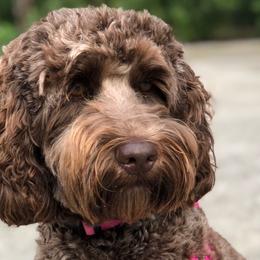 Luna - Australian Labradoodle