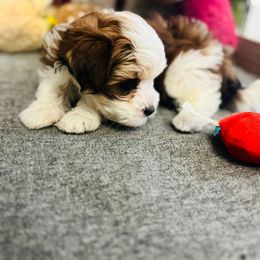 Nola - Red female Havanese puppy in Pelham, Alabama from Havanese Cuban Cuties