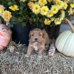Lola - Buff and white female Cockapoo puppy in West Plains, Missouri from The Royal Kennel