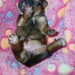 Penelope (Honey Sable Teddy) - Sable female Shih Tzu puppy in Jacksonville, North Carolina from Charming Southern Shih Tzu