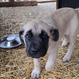 Purple - Fawn female Mastiff puppy in Uhrichsville, Ohio from Angela's Mastiffs