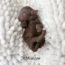 Robinson - Chocolate female Goldendoodle puppy in from Pink Poodles and Doodles