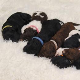 Labradoodles from SOLA Doodles
