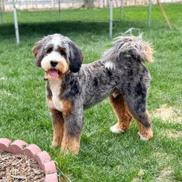 Bodhi - Bernedoodle