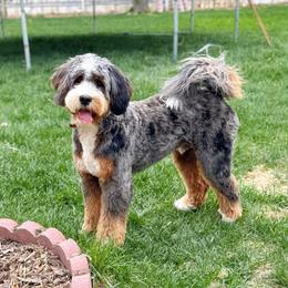 Bodhi - Bernedoodle