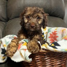 Fancy - Sable female Cockapoo puppy in Calhoun, Georgia from Bri & Dar’s Beloved Doodles