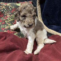 Mariposa - Merle female Labradoodle puppy in Somerset, California from Annie’s Animals