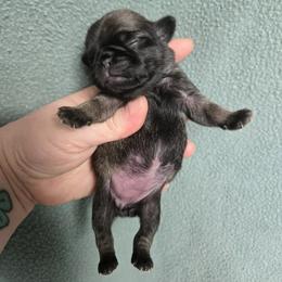 Girl 3 - Fawn female Pug puppy in Auburn, Kentucky from Prentice Family Pugs