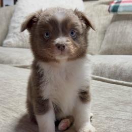 Bronco - Australian Shepherd