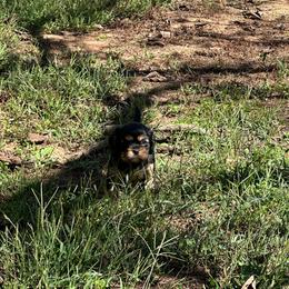 Dolly - Black and tan female Cavalier King Charles Spaniel puppy in Watkinsville, Georgia from Cavaliers of Windsor