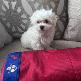 Maltese from Georgia Maltese’s