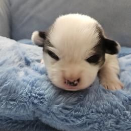 Boy 3 - Black and tan male Pembroke Welsh Corgi puppy in Lilburn, Georgia from Wildflowercorgis