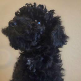 Princess Opal - Black female Poodle puppy in Hesperia, California from Sweetie Pie Poodles