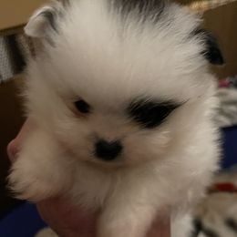 Pomeranian Puppies from Harmony Pomeranians